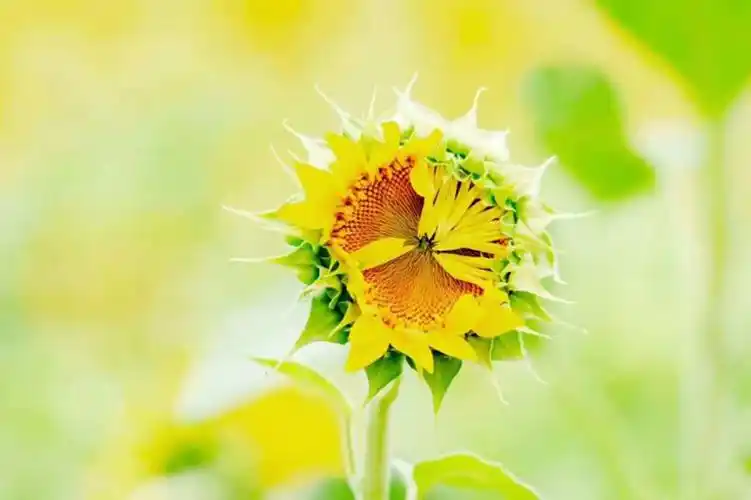 向日葵舒展着花瓣迎接一天的美好时光,圆圆的向日葵像一个温暖的小