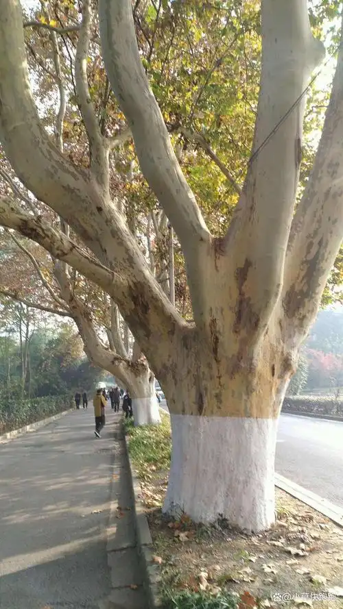 南京法国梧桐树的来历