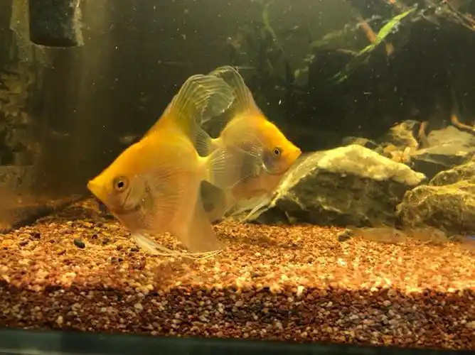 是黄金甲神仙吗