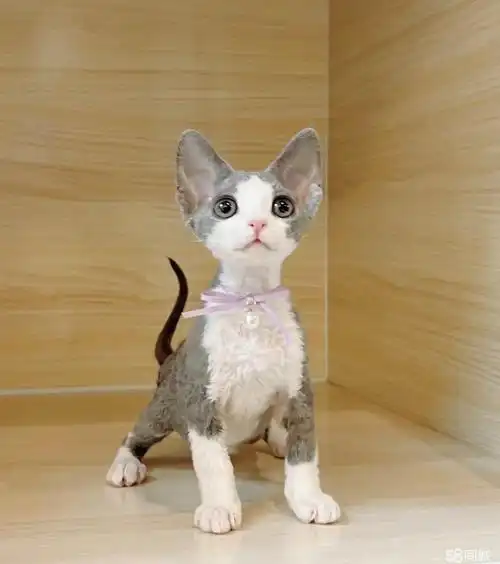 德文卷毛猫 家养 实物猫拍摄 0差评可上门