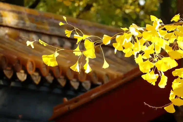 金黄的银杏叶与红墙黄瓦相衬凸显皇家园林之美.