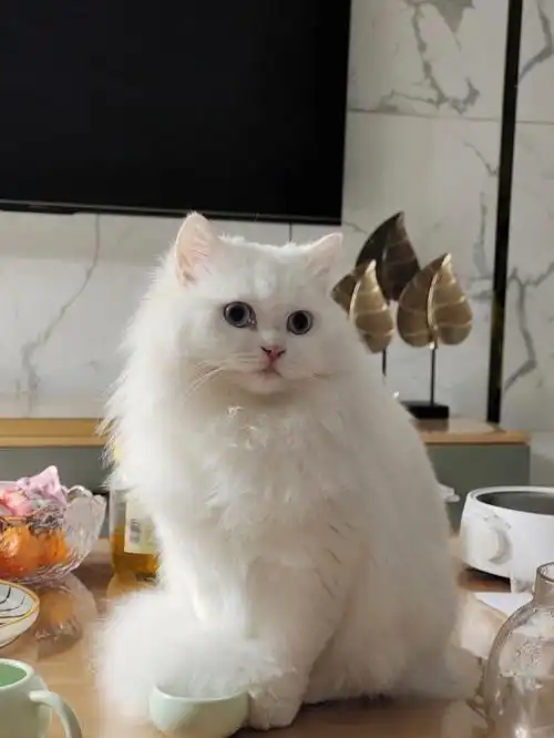 纯白金吉拉颜值满分