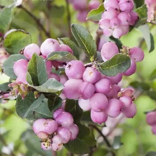 粉色雪果盆栽观叶观果植物庭院花园园花搭配绿植花卉