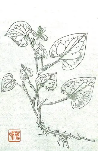 鱼腥草治疗肺痈咳嗽 明清云南的创新运用