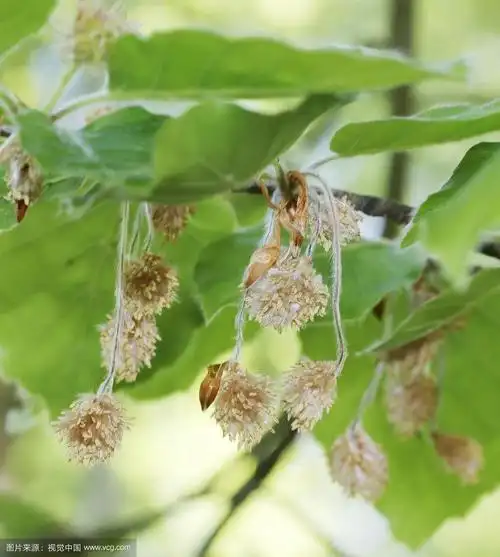 开花山毛榉(山毛榉)