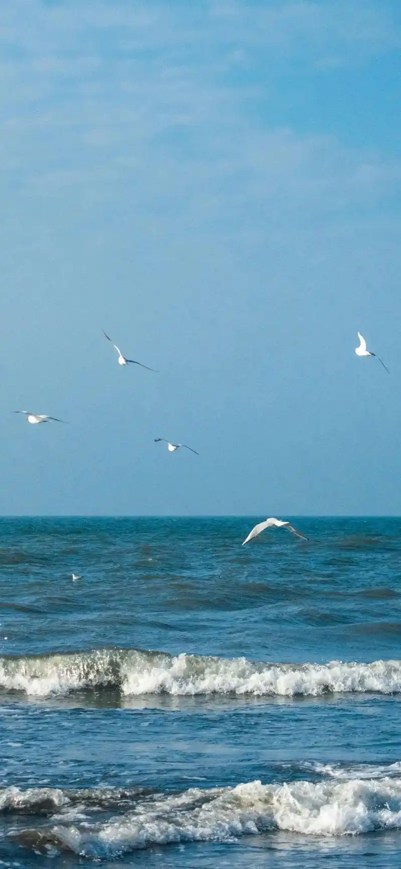 壁纸 桌面 1280_2774 竖版 竖屏 手机