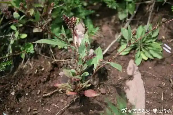 论道岐黄##国医的精诚力量##每天一味中草药