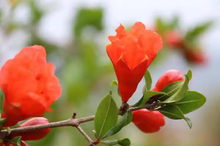 石榴花(石榴花为什么不吉利)