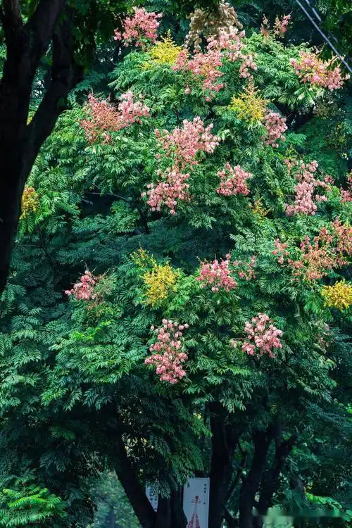 宁波镇街头黄山栾树开花,树上挂满串串灯笼,街头风景美不胜收