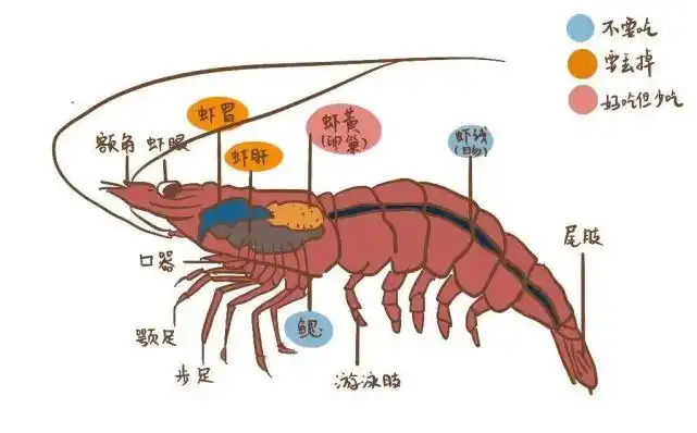 【生活科普】小龙虾的虾头到底能不能吃?看完你就知道了