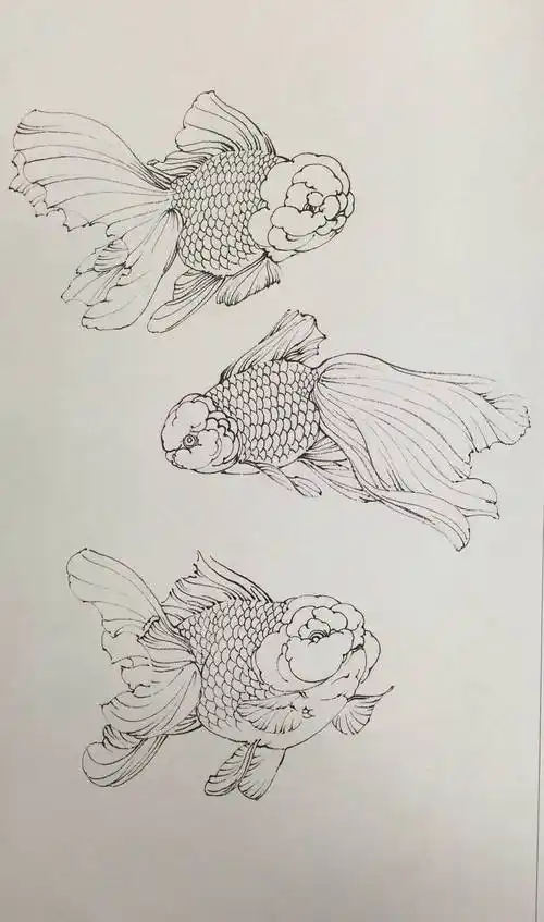 金鱼白描线稿黑白绘画参考
