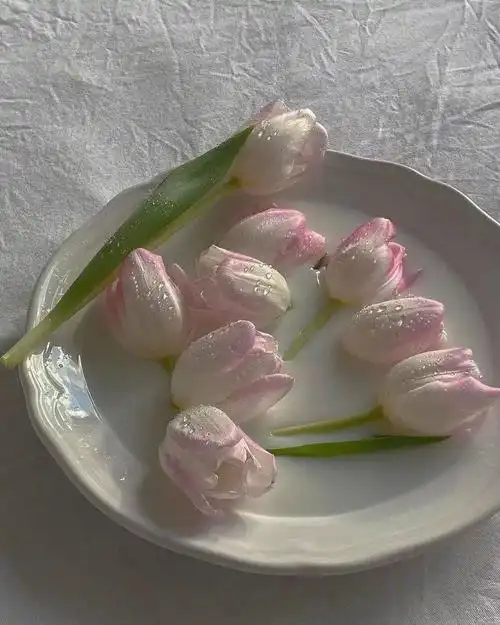 朋友圈背景图郁金香系列