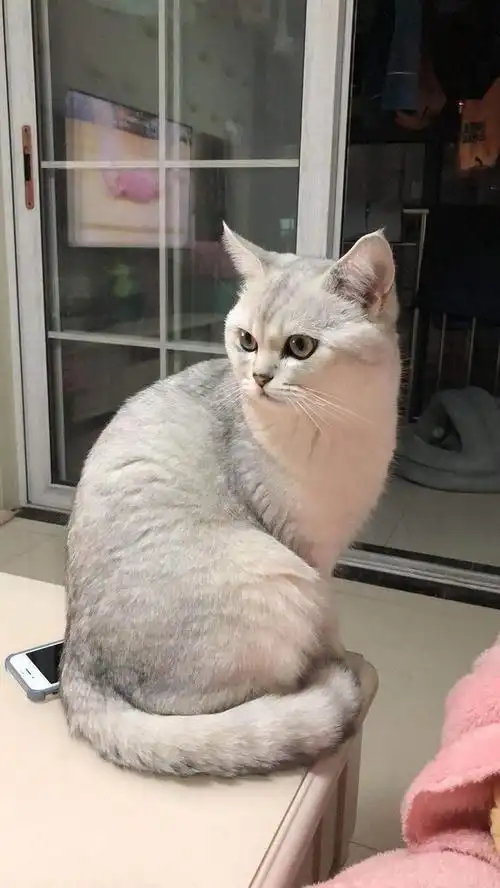 大家的银渐层都长什么样子