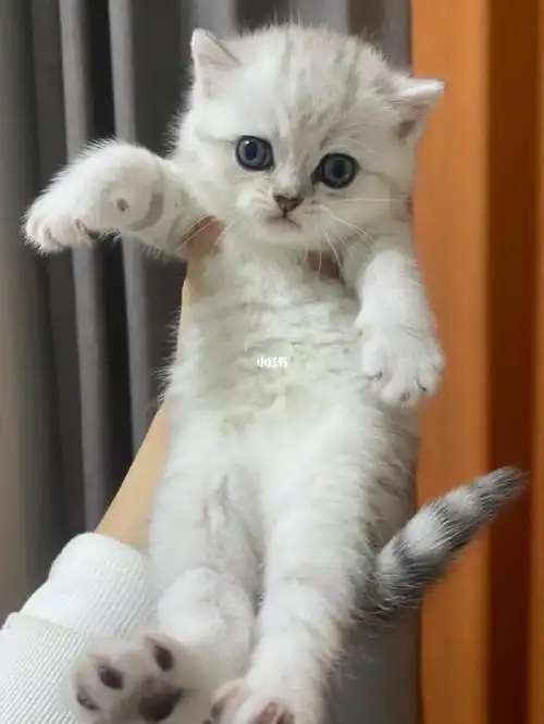 纯种银渐层小奶猫找主人了好心人带走