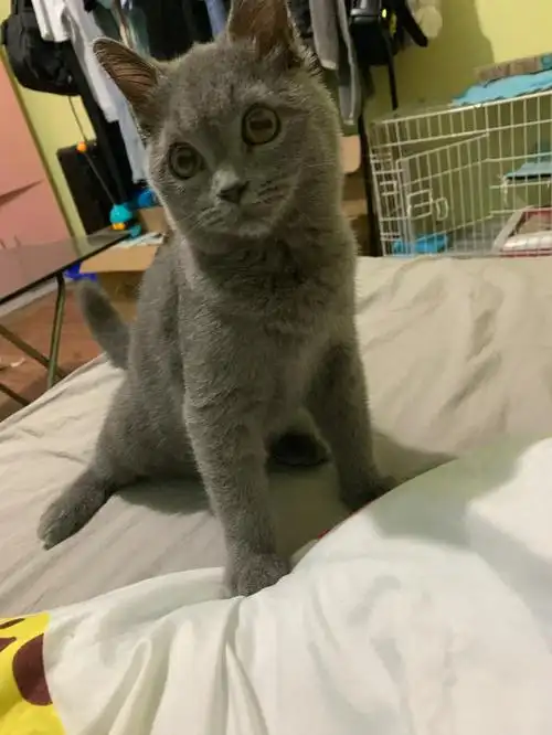 蓝猫纯吗会发腮不