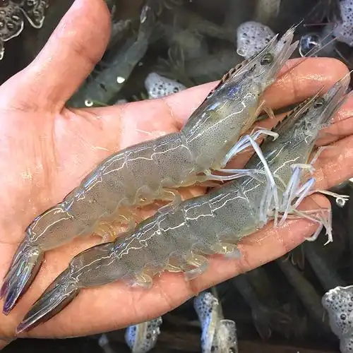 新鲜海虾4斤基围虾大对虾海鲜水产鲜活活虾鲜虾冷冻超大青岛大虾1600g