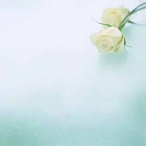 清新淡雅的唯美花朵背景图片大全分享!-猴子技术宅