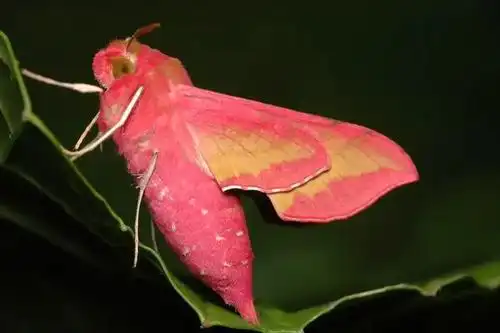 粉红色的欧洲象鹰蛾