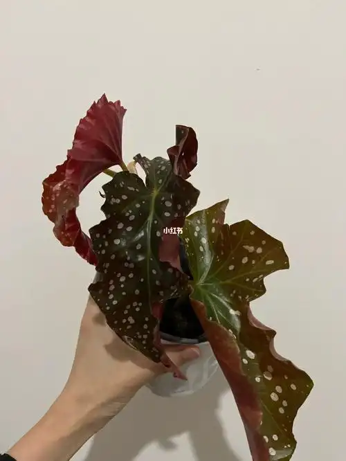 海威裂叶玫瑰秋海棠