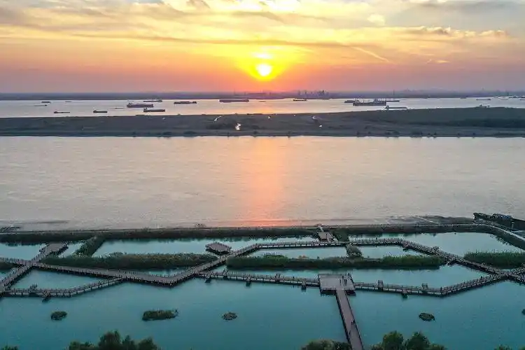 泰兴市虹桥镇长江生态湿地风光带景色(11月11日摄,无人机照片).