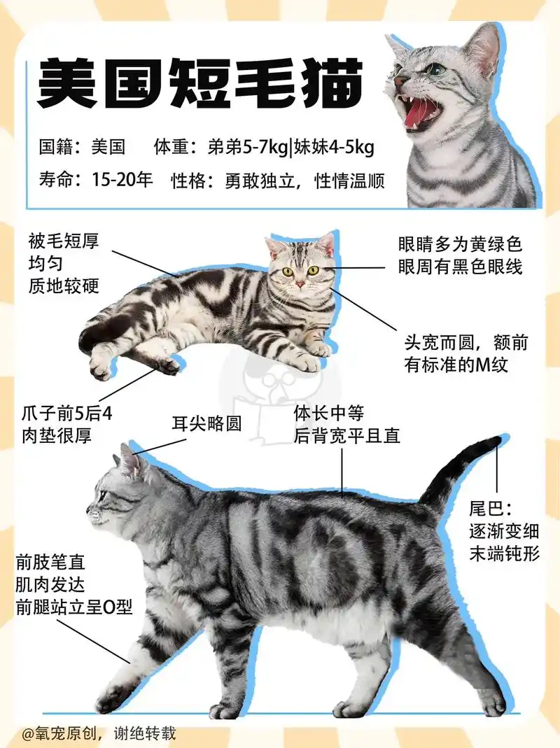 美短喂养|能称为完美之喵的到底是什么猫?