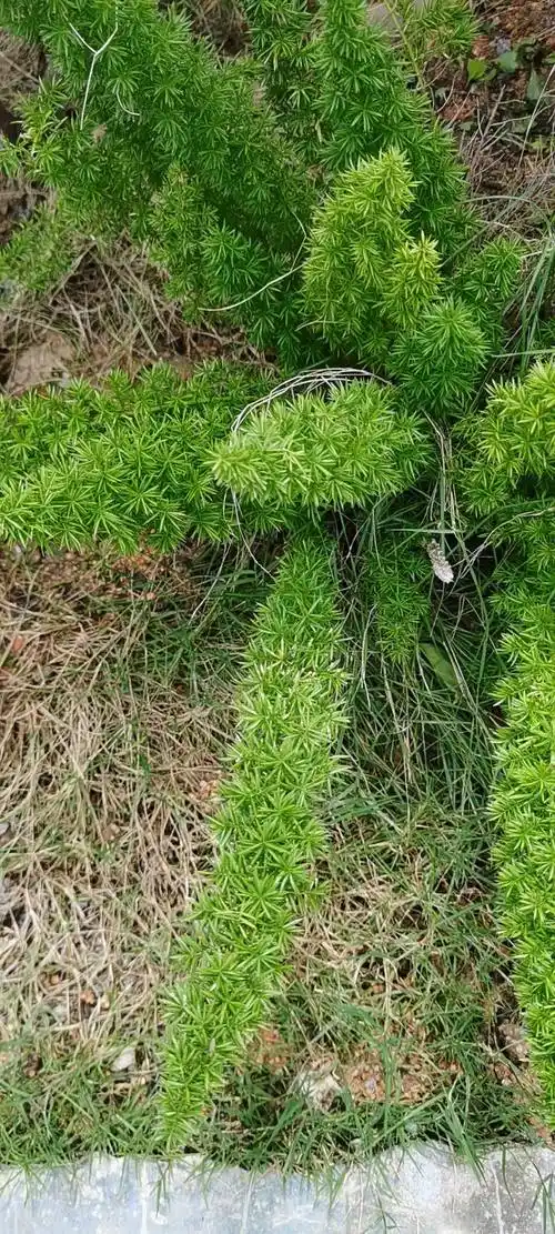 天门冬,(拉丁学名:asparagus cochinchinensis(lour.