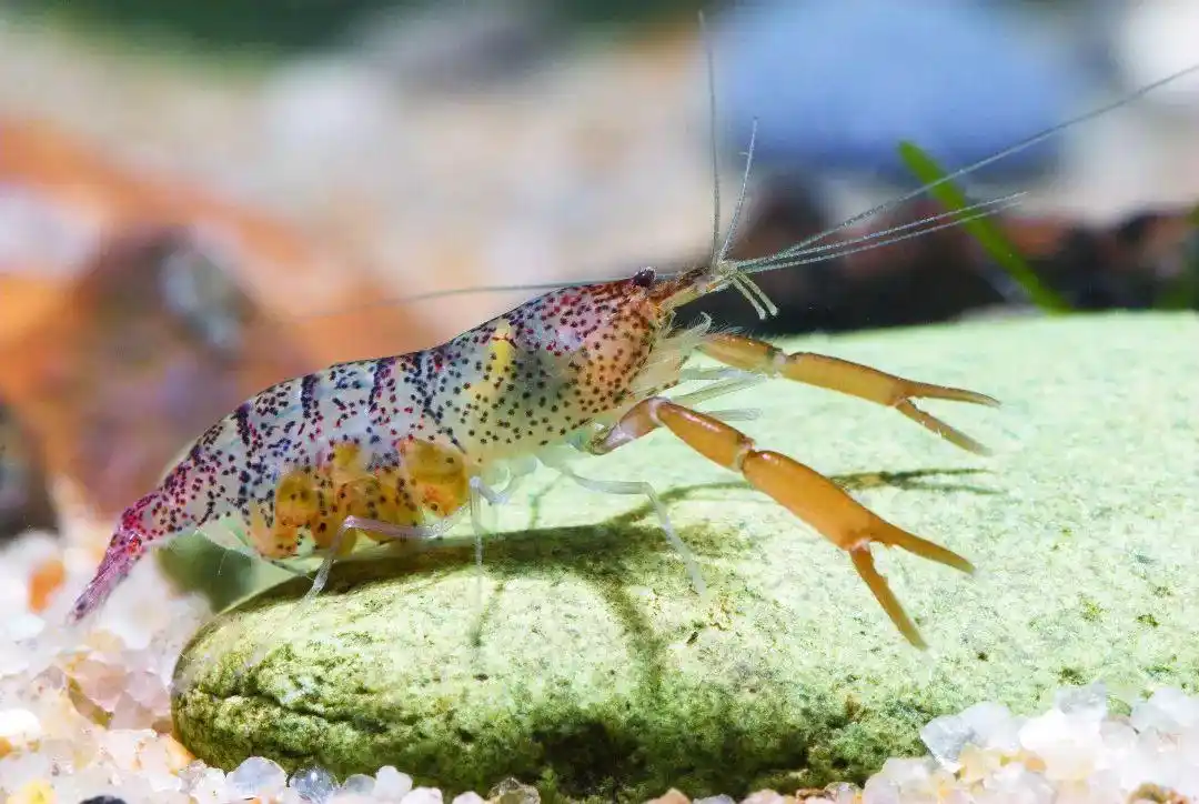 水中维纳斯观赏虾