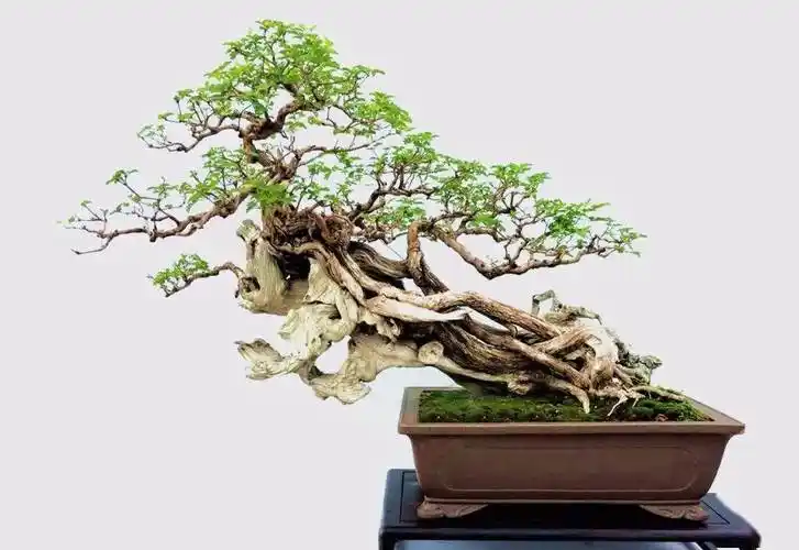 黄荆条,在我国分布很广,生命力极强,是制作盆景的常用杂木树种之一.