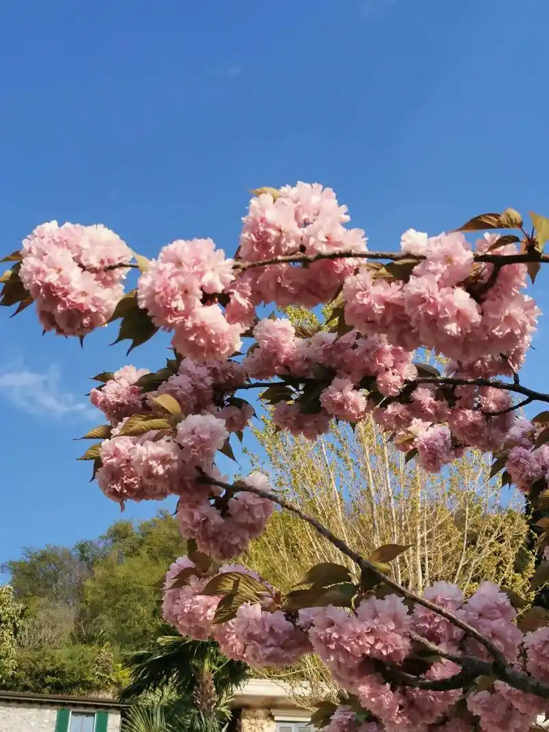 樱花树下睡个觉