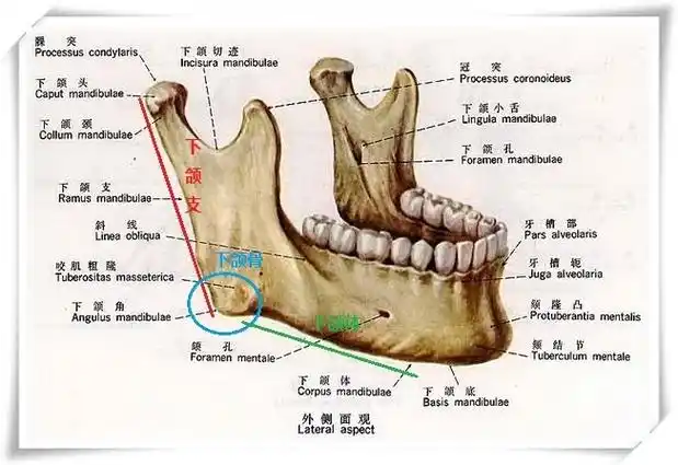 下颌骨.jpg
