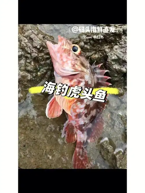 虎头鱼个头很小,但肉质鲜嫩洁白,脂肪含量低,味美