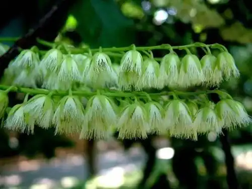 赏花房秃瓣杜英