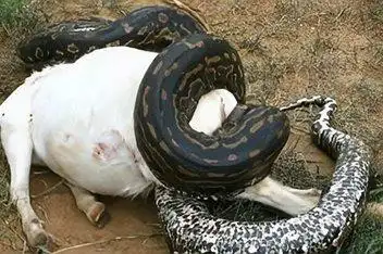 震撼千年巨蟒活吞水牛_百度视频搜索