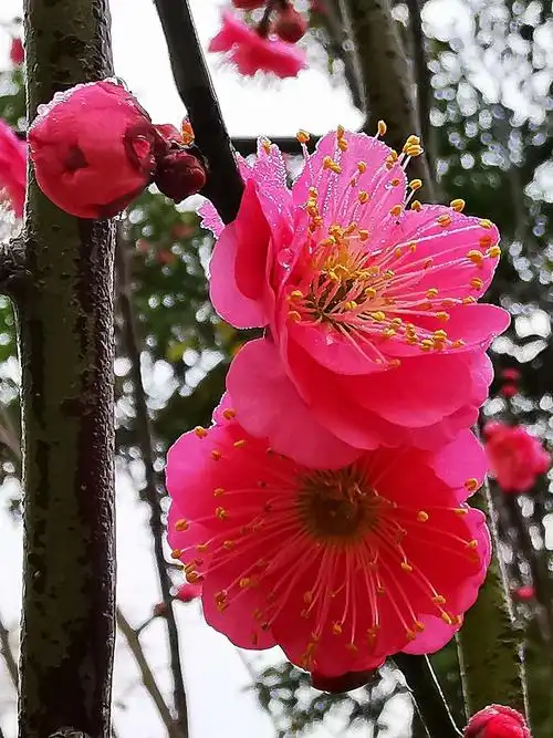 腊八遇大寒,今日梅花别样红——分享女友镜头下的青秀山红梅