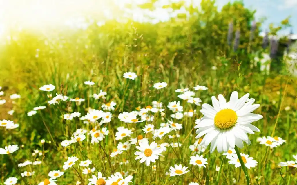 温暖阳光小清新壁纸