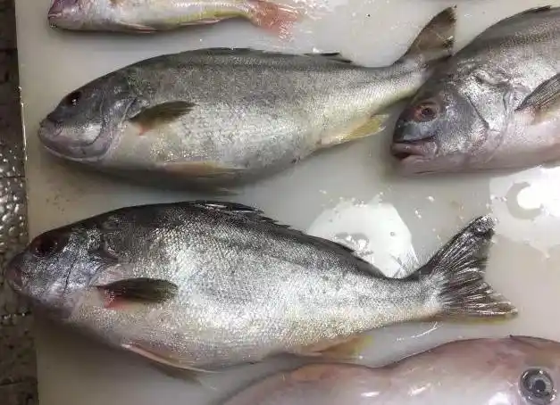 石九公鱼的功效与作用石九公鱼多少钱一斤