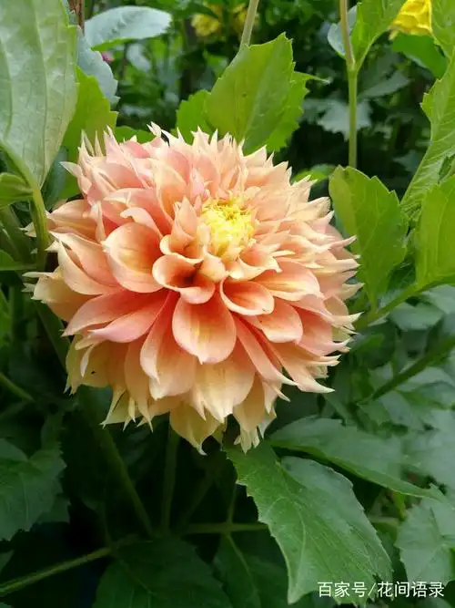 10种大丽花:绚丽多彩,美轮美奂,栽种在庭院,美翻了