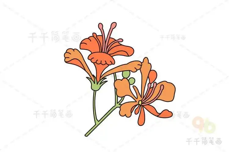 凤凰花手绘简笔画