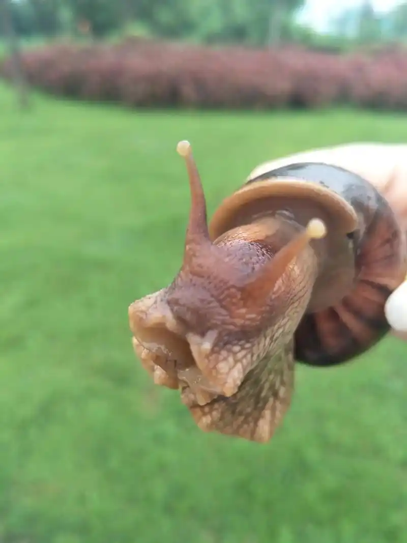 一到下雨天到处爬的大蜗牛.