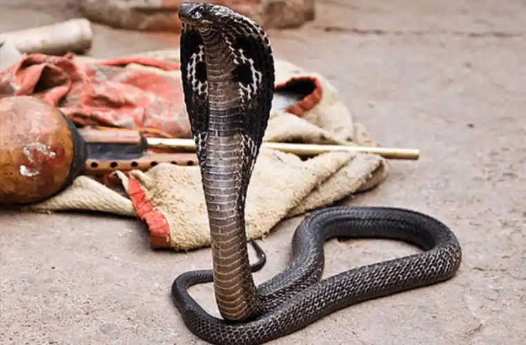 帝皇眼镜蛇王有多恐怖能隔空喷射毒液最远可达4米