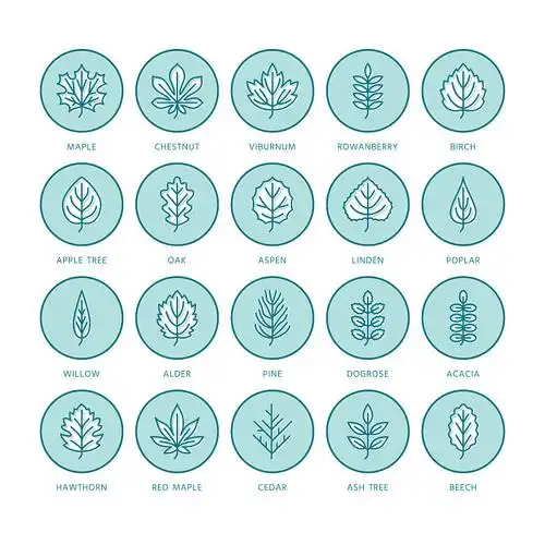 秋叶平线图标叶型花叶图片