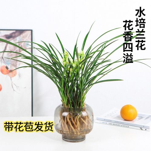 水培植物兰花苗盆栽带花苞建兰好养兰草浓香型绿植耐寒国兰花卉