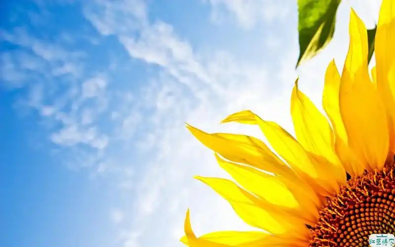 在很多国家都禁止种植曼陀罗4雪滴花 雪滴花的花语希望,生命力强,勇往