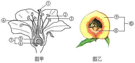 初中生物综合库 生物圈中的绿色植物 绿色开花植物的一生 种子的萌发
