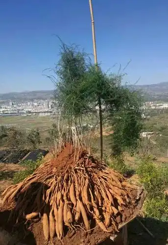 西南天门冬的功效与作用及食用方法