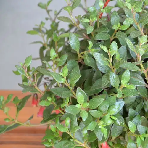 长寿吊篮 长寿花吊兰藤本长寿花观叶吊盆成都时令花卉绿植