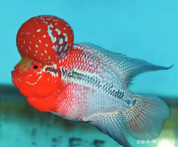 带你认识十种非常金贵的罗汉鱼