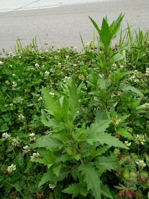 解毒王,药用其地上部分,为解毒清热良药,可治毒蛇咬伤.