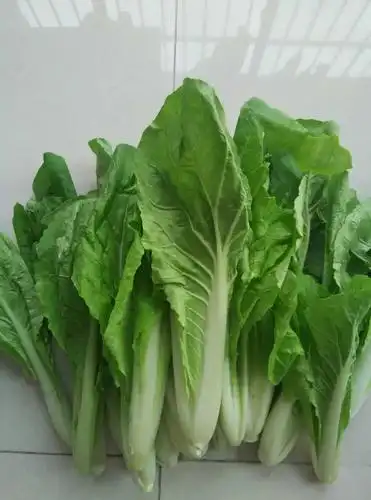 【图】《今天买了什么菜》之毛白菜 今天中