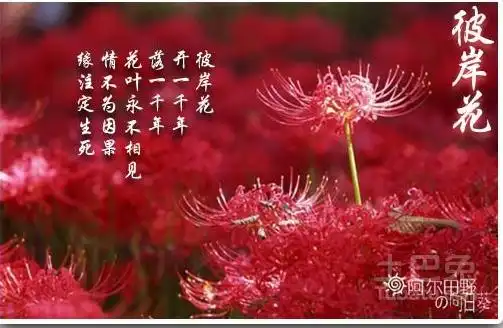彼岸花的花语谁赋予了曼珠沙华这样残忍的花语